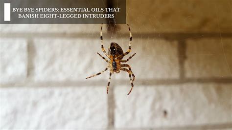 Banishing Eight-Legged Intruders: Effective Strategies for a Spider-Free House