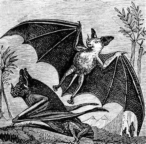 Bats in Mythology and Folklore: A Symbol of Transformation