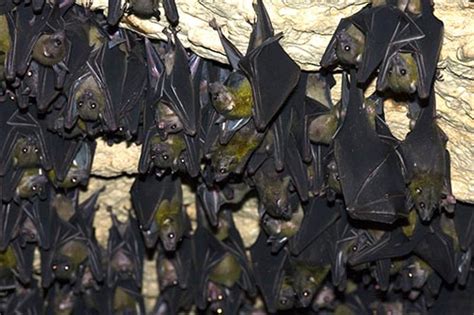 Bats in Religion and Mythology: Insights and Lessons