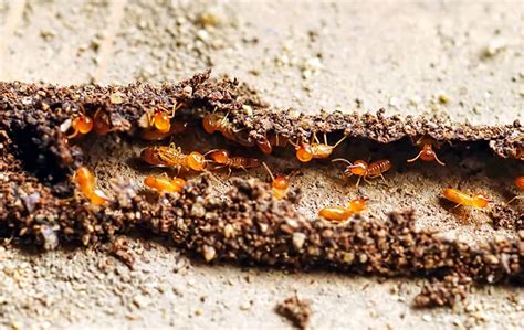 Battling the Termite Menace: Strategies for effective termite control