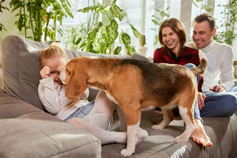 Beagle Health 101: Common Issues and How to Care for Them