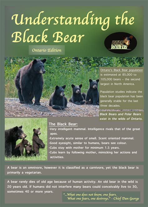 Bear Care 101: Understanding the Intricacies of Bear Ownership