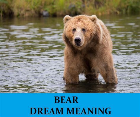 Bear Dreams: Embracing Personal Power