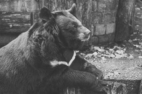 Bears in Captivity: Examining the Ethical Concerns