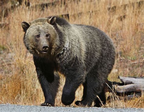 Bears in Dreams: Decoding the Symbolism Behind Encountering a Roaming Bruin