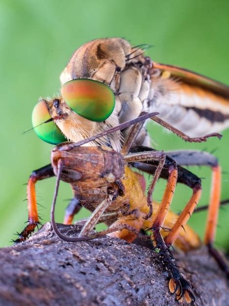 Beauty of the Graceful Preying Grasshopper