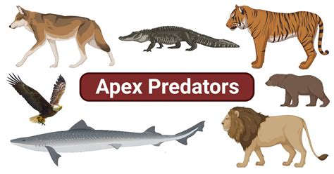 Becoming the Apex Predator: Dominating Your Dreams