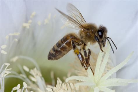 Bee Dreams: Decoding Interpretations and Recognizing Common Themes