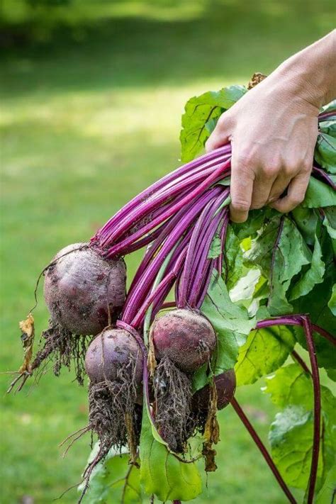 Beet Revolution: Discovering New Varieties and Hybrids