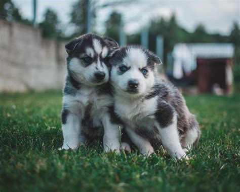 Before Bringing Home a Husky Puppy: Essential Information You Should Know