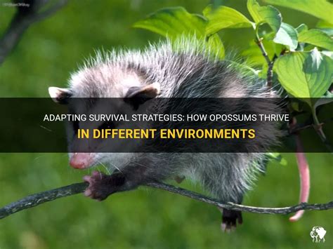 Behaviors and Adaptations: Strategies for the Survival of the Ivory Opossum in Its Natural Habitat