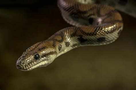 Behind the Obsession: Decoding the Enigmatic Fascination with Keeping Pet Pythons