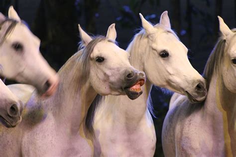 Behind the Scenes: The Committed Team that Brings Equine Choreography to Life