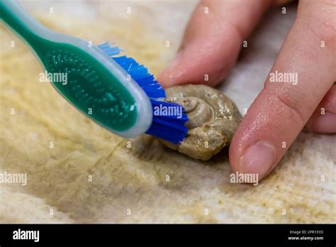 Behind the Scenes: The Process of Cleaning and Preserving Gastropod Shells