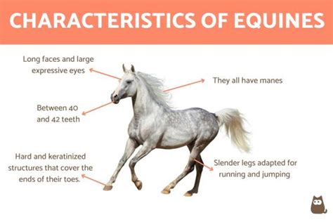 Behold the Beauty: Exploring the Physical Characteristics of Roseate Equines