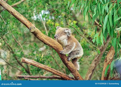 Beneath the Tall Gum Trees: Understanding the Habitat of Majestic Koalas