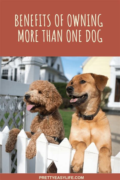 Benefits of Owning Multiple Dogs in Your Household