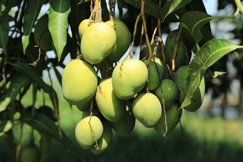 Best Practices for Cultivating Mango Trees