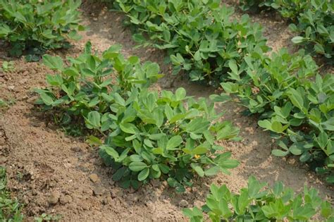 Best Practices for Planting Peanuts