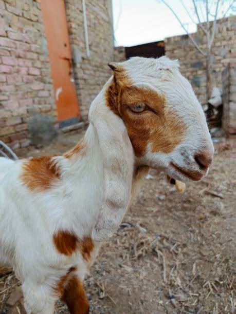 Beyond Adorable: The Irresistible Charm of Goat Kids