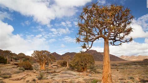 Beyond Aesthetics: The Ecological Significance of Flowering Succulents in Arid Ecosystems