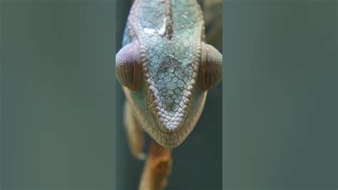 Beyond Chameleons: Discovering Other Reptiles with Phenomenal Color-changing Abilities