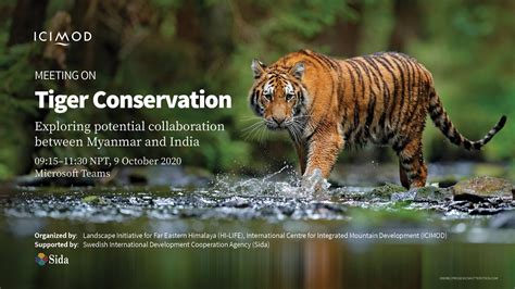 Beyond Interaction: Discovering the Conservation Efforts for Tigers