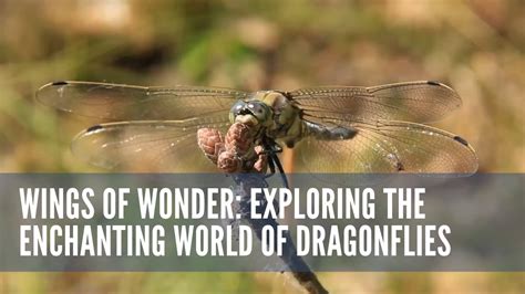 Beyond Ordinary: Discovering the Enchanting World of Magnificent Dragonflies