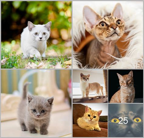 Beyond Size: The extraordinary qualities of diminutive feline breeds