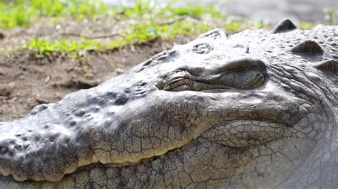 Beyond Trends: Unveiling the Fascinating Applications of Crocodile Derma in Various Industries