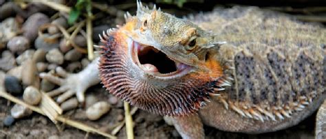 Beyond the Appearance: Unveiling the Intriguing Behavior of the Bearded Dragon