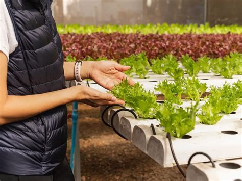 Beyond the Backyard: Exploring Indoor Gardening Techniques