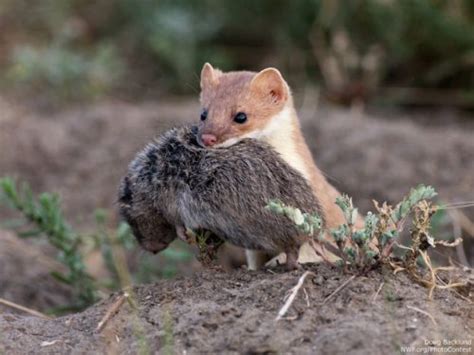 Beyond the Basics: Exploring the Complex Behaviors of Chestnut-Colored Weasels