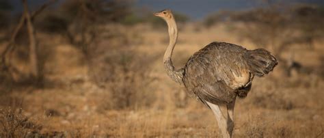 Beyond the Basics: Unique Challenges and Rewards of Owning an Ostrich