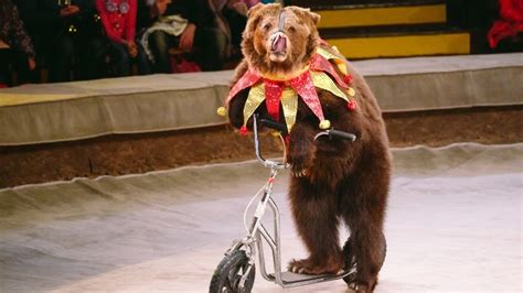 Beyond the Big Top: Behind the Scenes of Circus Animal Training