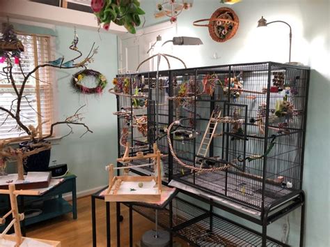 Beyond the Cage: Creating an Enriching Environment for Budgerigars