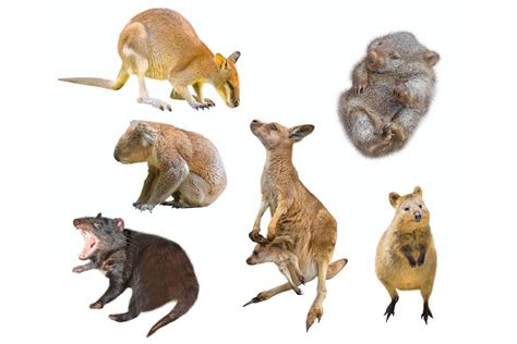 Beyond the Legends: Cultural Significance of Enormous Marsupials in Indigenous Wisdom