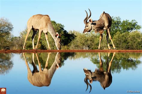 Beyond the Majestic Bucks: Spotting Other Intriguing Creatures on Your Wildlife Adventures