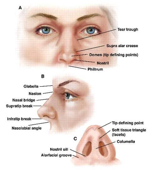 Beyond the Physical: The Symbolism of a Prominent Nasal Feature in Psychological Interpretations