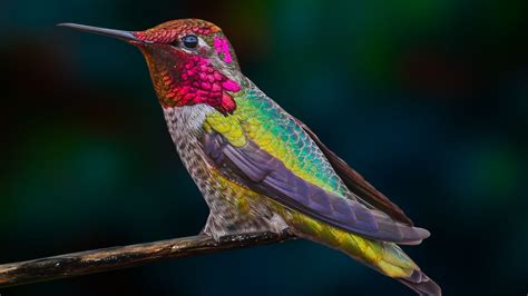 Beyond the Rainbow: Unraveling the Mysteries of Structural Color in Avian Species