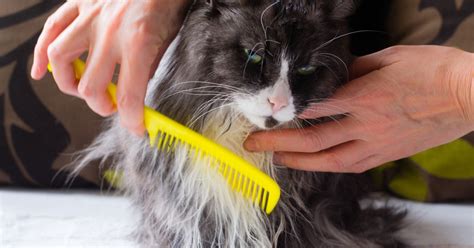 Beyond the Shave: Alternative Grooming Techniques for Spectacular Cat Makeovers