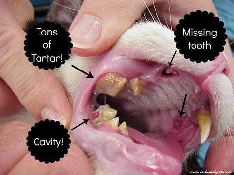 Beyond the Surface: Discovering the Root Causes of Feline Discomfort