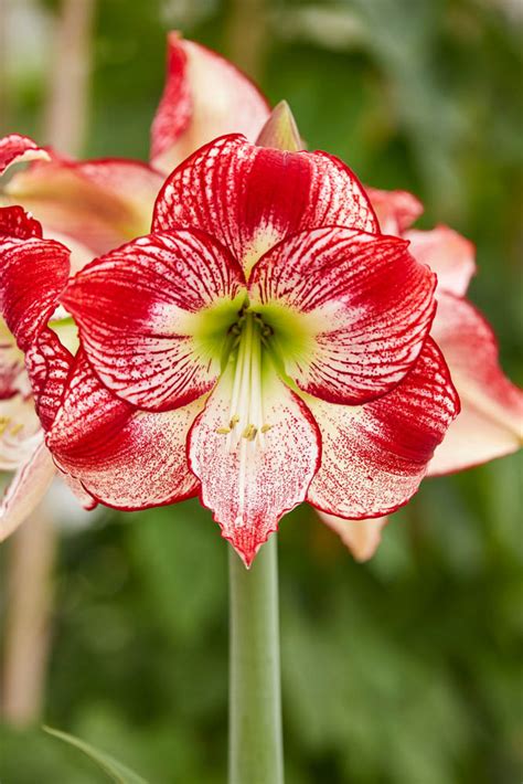 Beyond the Traditional: Unique Interpretations of Crimson and Ivory Blooms