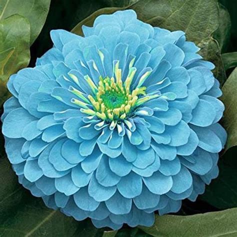 Biography of Zinnia Blue