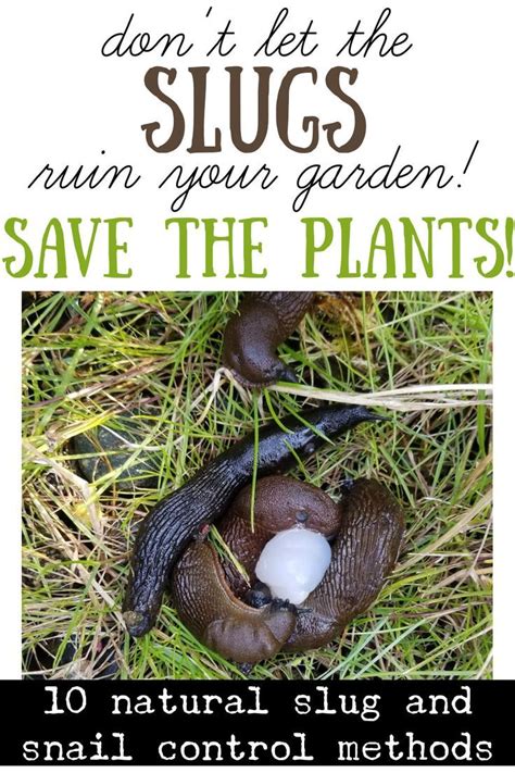 Biological Control Options for Slugs