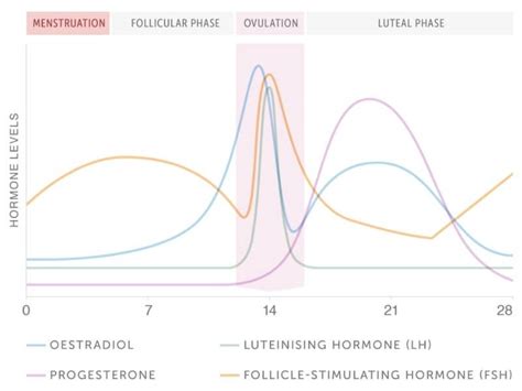 Biological Factors: How Fluctuations in Hormone Levels During the Gestational Period Can Influence Dream Imagery