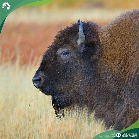 Bison in Popular Culture: From Westerns to Wildlife Conservation