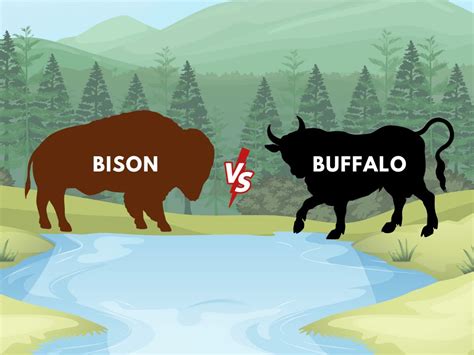 Bison vs Buffalo: Understanding the Distinction