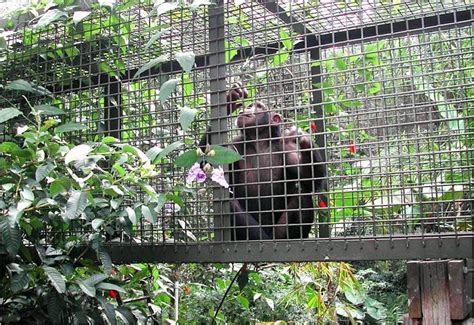 Bizarre Dreams: When Zoo Inhabitants Break Loose from Their Enclosures