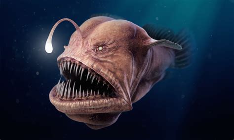 Bizarre Sea Creatures: Exploring the Depths of the Unknown